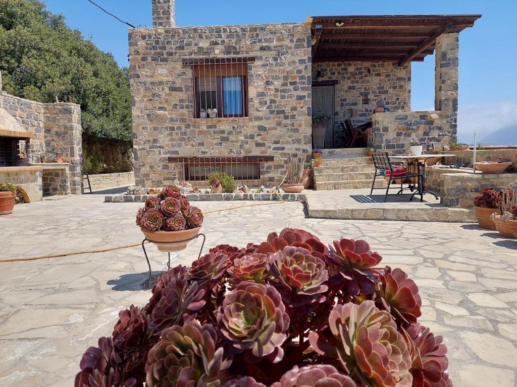 a house with a bunch of potted plants in a courtyard at Evenos Stone Villa in Ierapetra