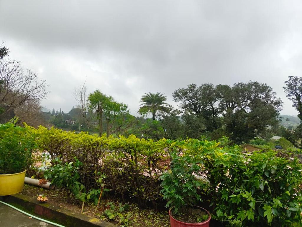 a garden with green plants and trees in the background at Aura Villa in Delmāra