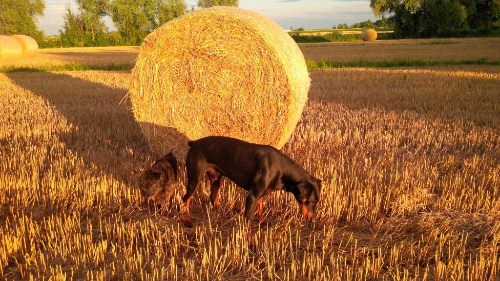 Ospiti di Ca' del Tajo con animali domestici