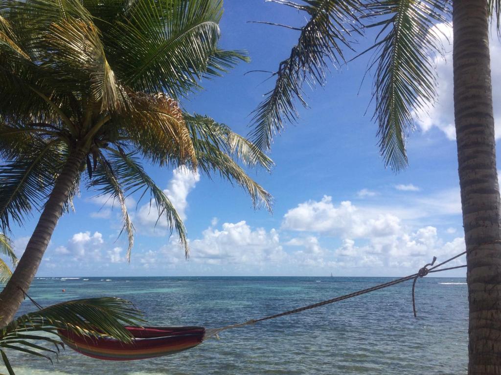a hammock hanging between two palm trees on a beach at Be On The Beach in Sainte-Anne