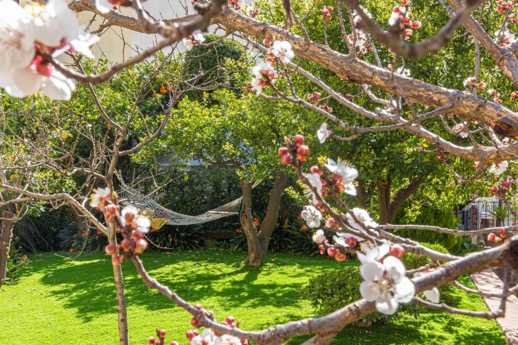 a tree with white flowers in a yard at Il Giardino dei Gigli in Meta
