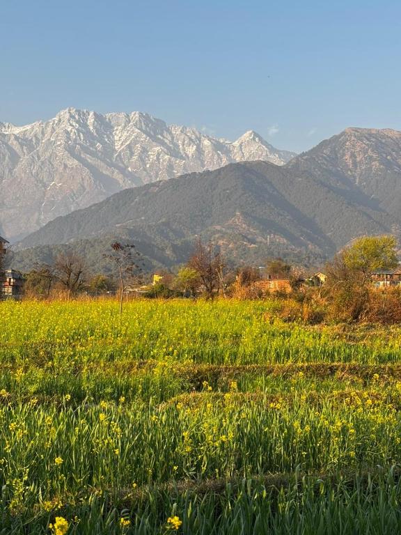 a field of grass with mountains in the background at Kahani Cottages Palampur in Paror