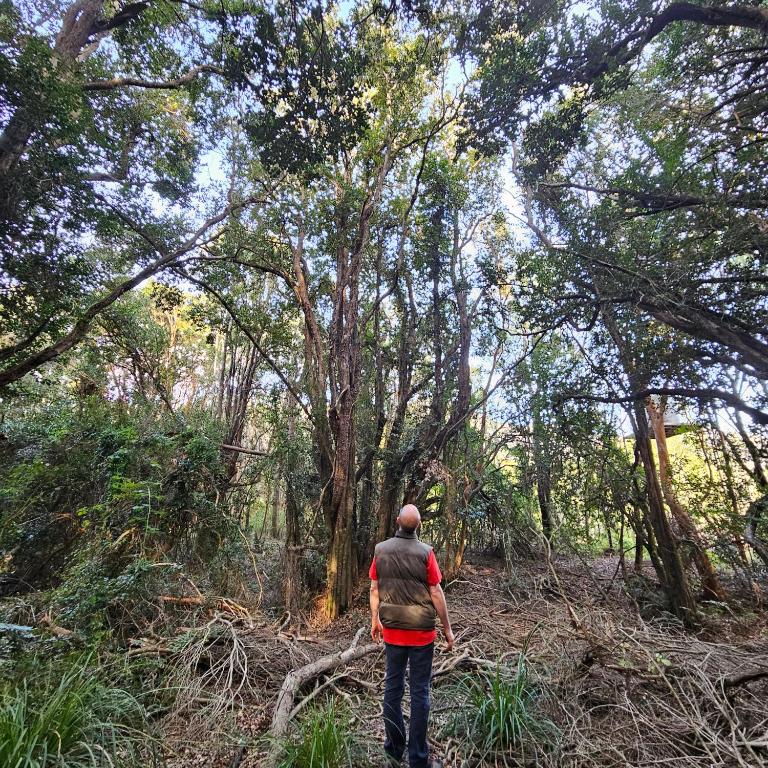 a man walking through a forest with trees at Camping Delta del Azul in Lago Puelo