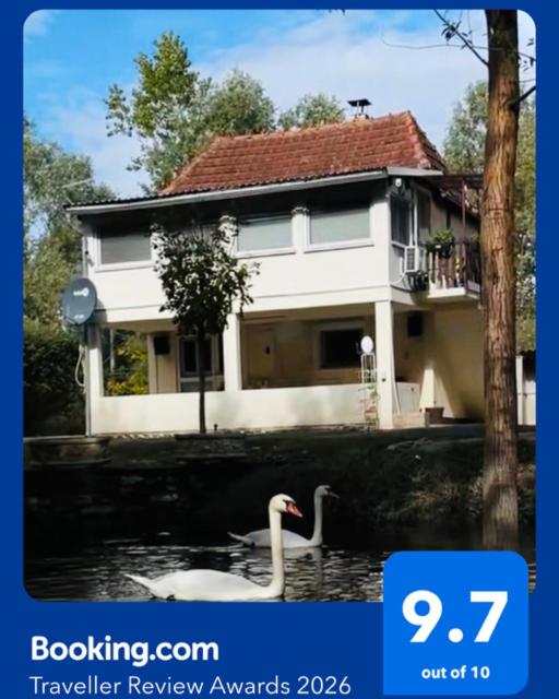 a swan in the water in front of a house at Emily's house in Čelarevo