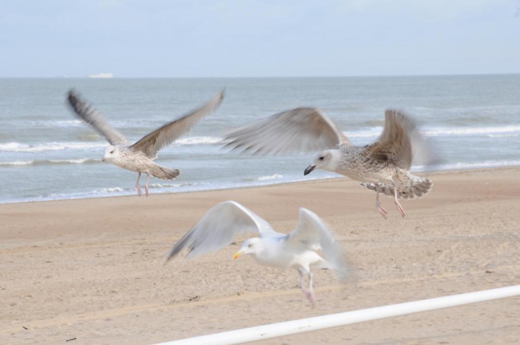 a group of birds flying on the beach at De Haan - Apartment Silverbeach in De Haan
