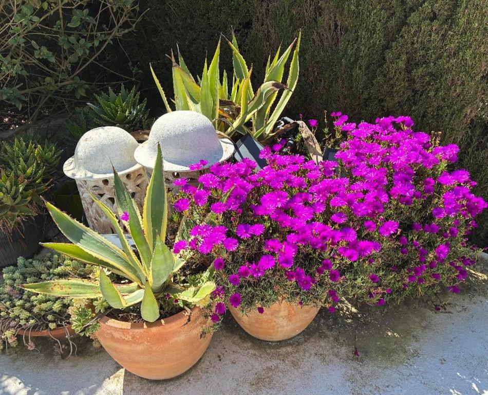 two pots filled with flowers and plants at Casa Junto a la Playa in El Rompido