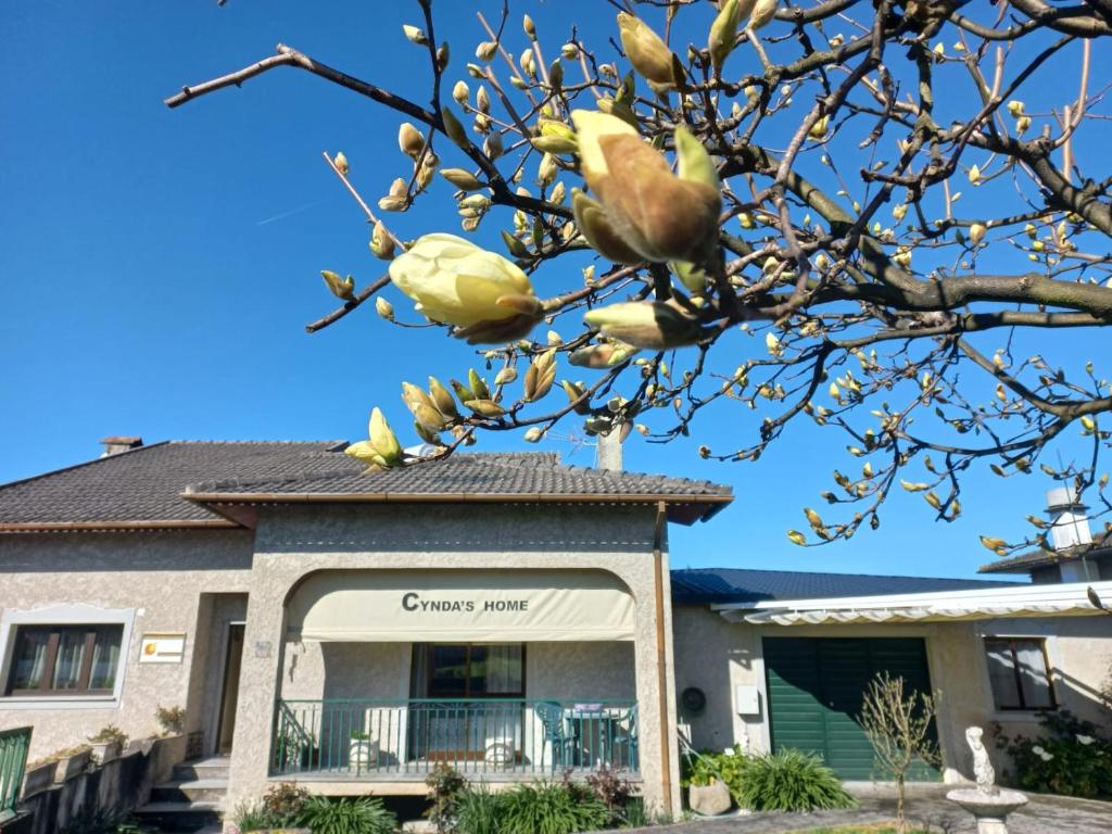 a tree in front of a building at Cynda´s home in Viseu