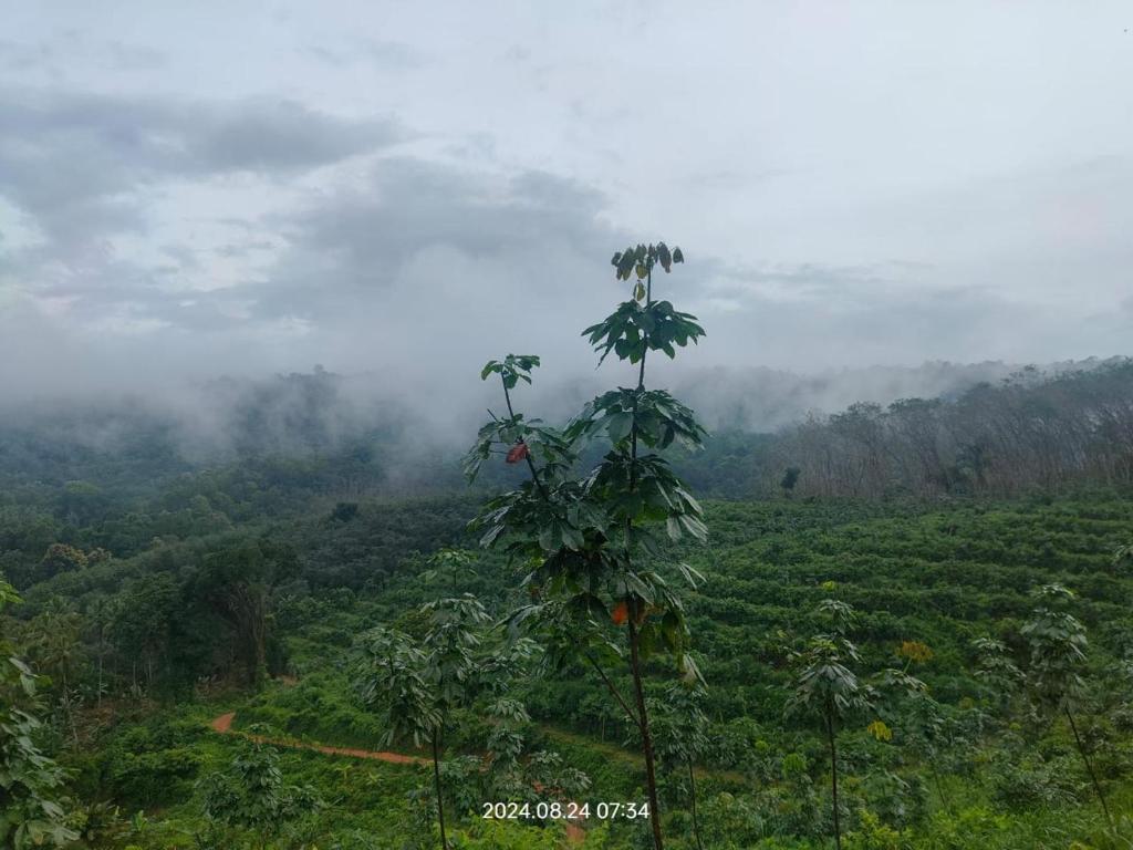 a tree in the middle of a field with clouds at Hillocks and The Spring in Sampaji