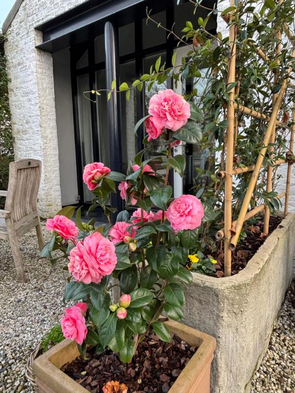 a flower pot with pink flowers in front of a window at BelleVie Apartment, Eijsden-Maastricht in Eijsden