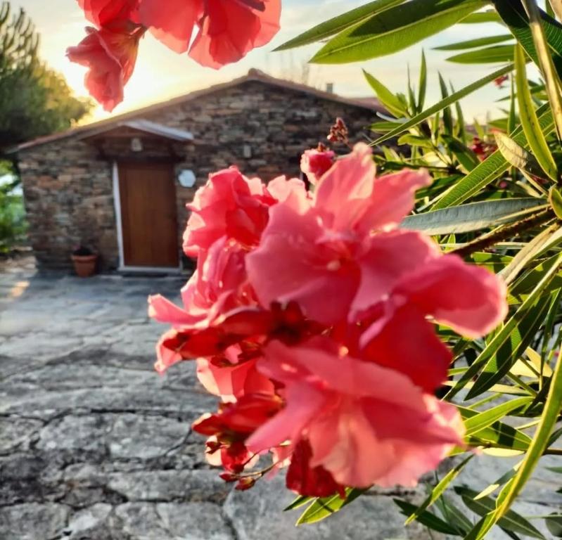 a group of pink flowers in front of a house at Casa da Eira in Pinheiro de Coja