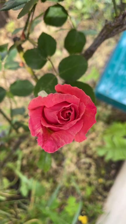 a red rose is growing in a garden at The13th in Rueil-Malmaison