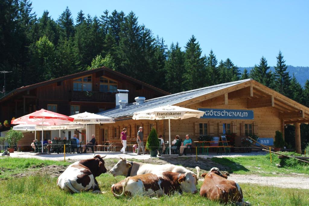 un grupo de vacas yaciendo en el césped frente a un edificio en Alpengasthof Götschenalm, en Bischofswiesen