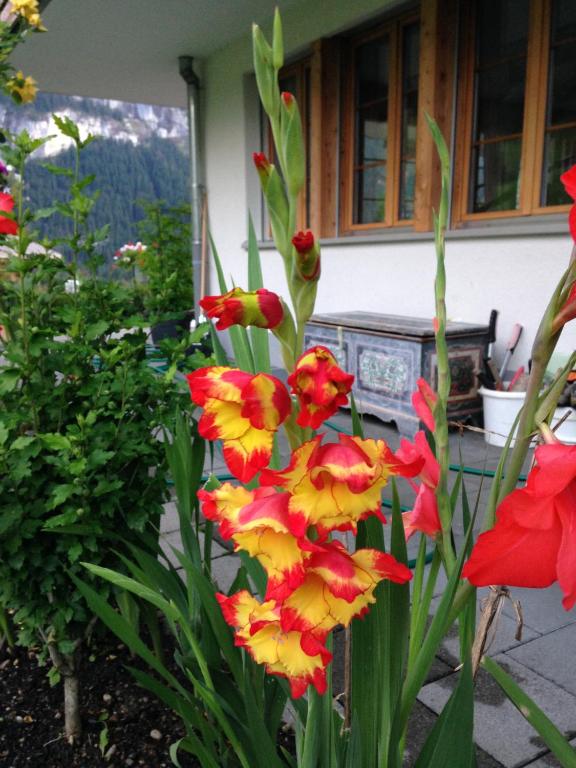 Ogród w obiekcie Chalet Pfingsteggblick