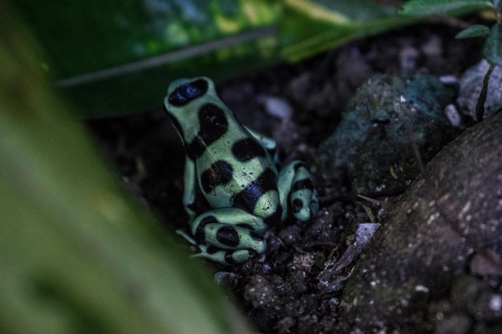 Fotografie z fotogalerie ubytování Atlantida Lodge Cahuita v destinaci Cahuita