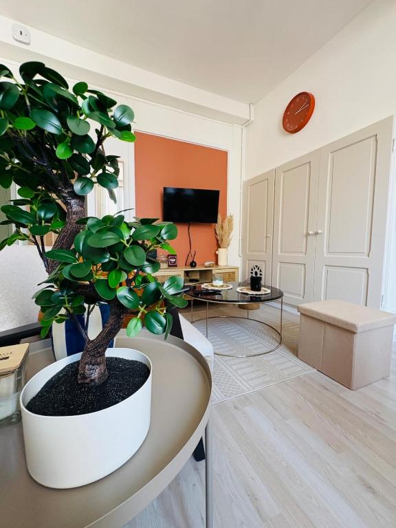 a living room with a bonsai tree in a table at Le Petit Boursiers - hyper centre in Castres