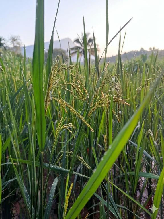 a field of tall green grass with mountains in the background at Velya cabana in Belihuloya
