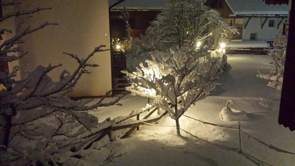 une cour enneigée avec un arbre et des lumières dans l'établissement Casa Guido e Laura, à Pozza di Fassa