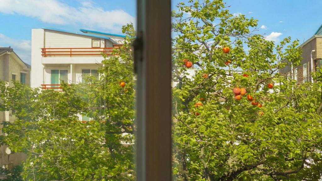 a tree with oranges in front of a window at Goseong Gamnamu Pension in Goseong