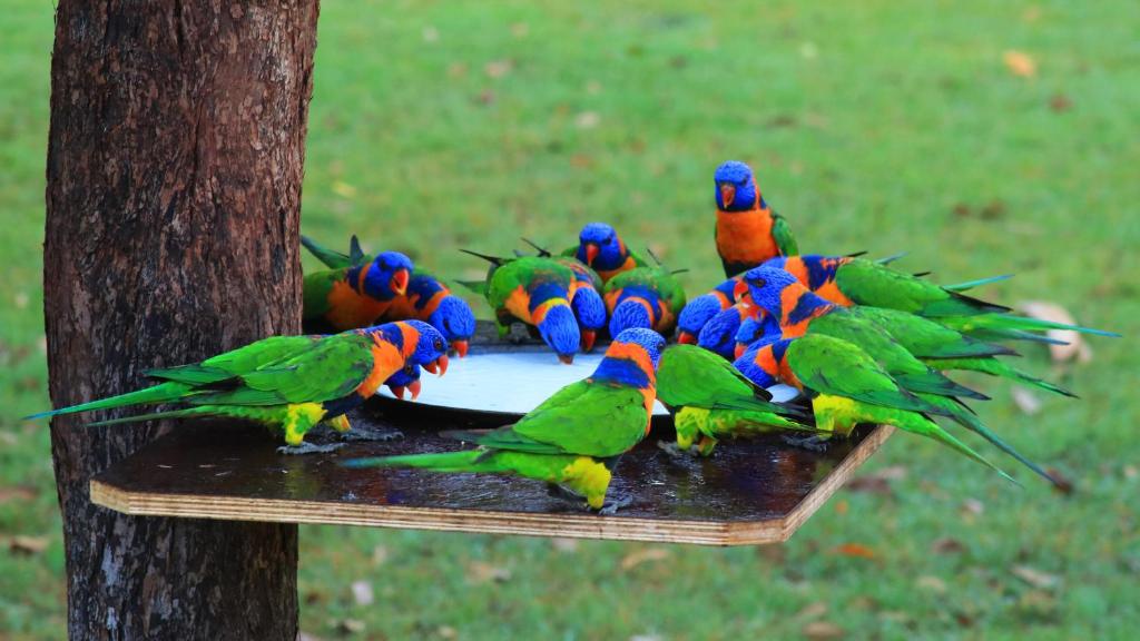 grupa kolorowych ptaków siedzących na karmie dla ptaków w obiekcie Batchelor Holiday Park w mieście Batchelor