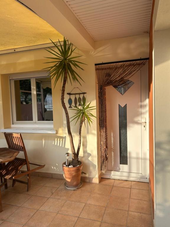 a porch with a potted palm tree in a pot at Mediterranean Garden in Agde