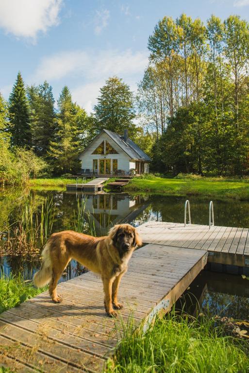 Domácí mazlíčci ubytovaní s hosty v ubytování Mokko Country Hotel