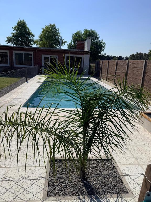 a palm tree in a planter next to a pool at Salesta San Pedro in San Pedro