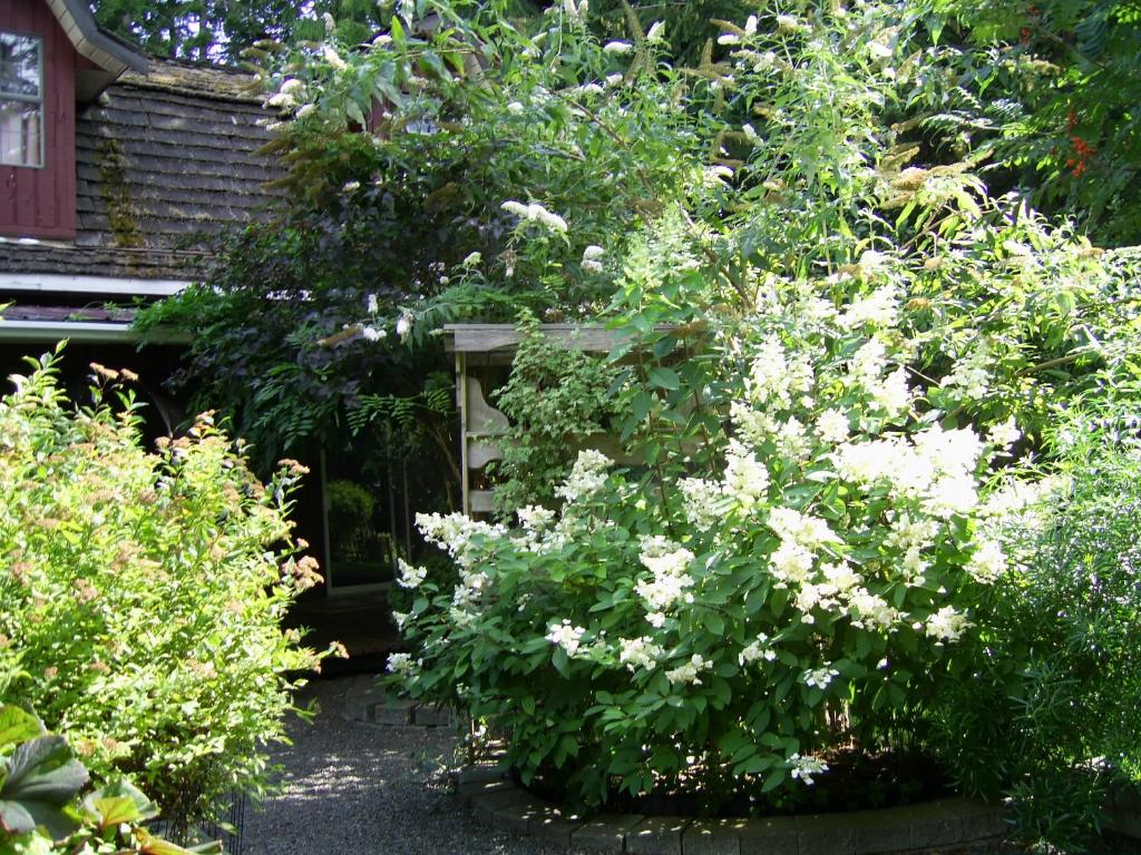 a bush with white flowers in a garden at Garden House in Courtenay