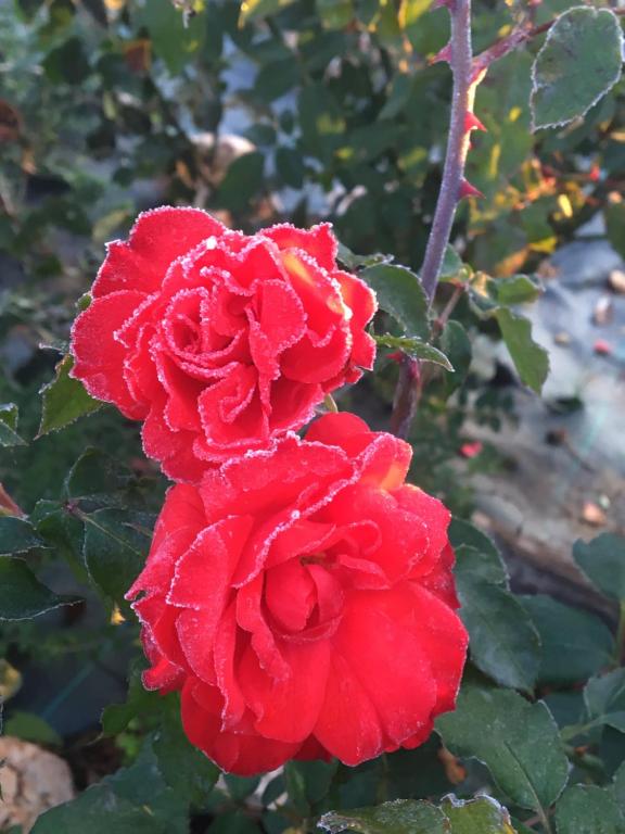 Agriturismo da Mamma - 9