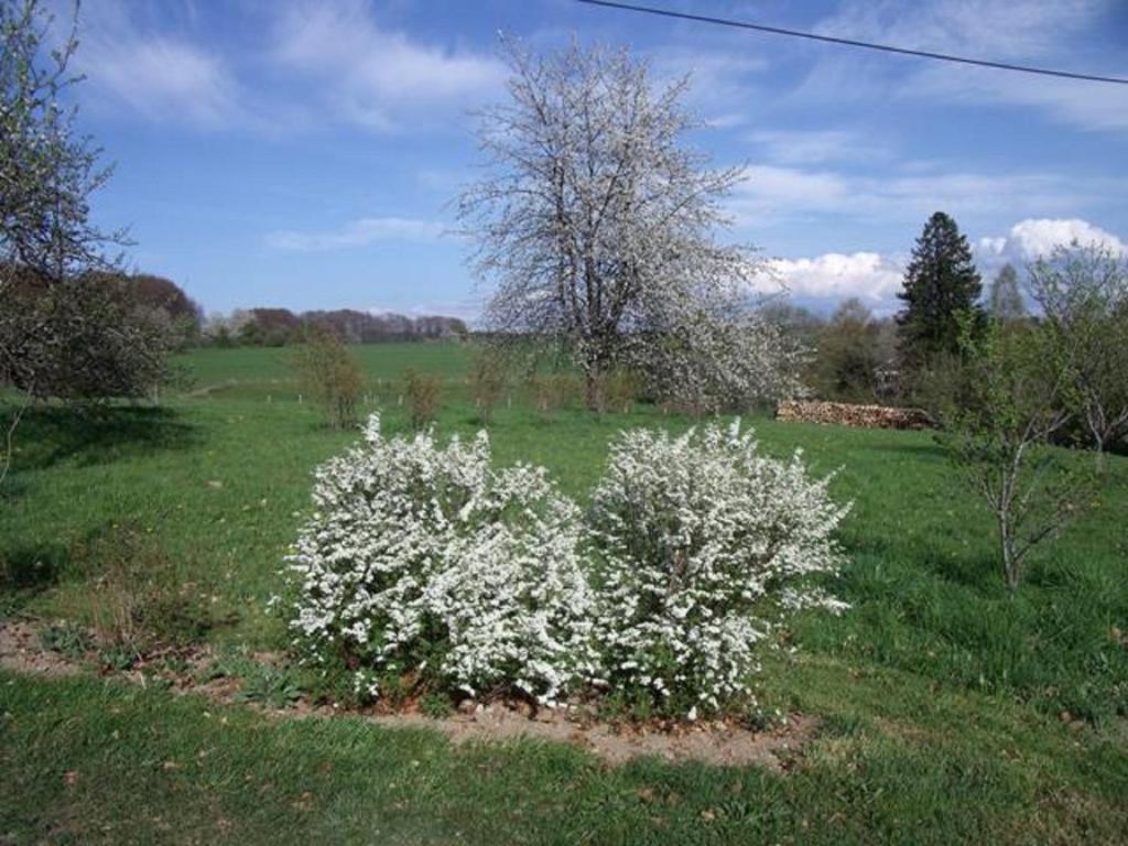 a bush with white flowers in a field at Gîte Les Hirondelles in Plombières-les-Bains