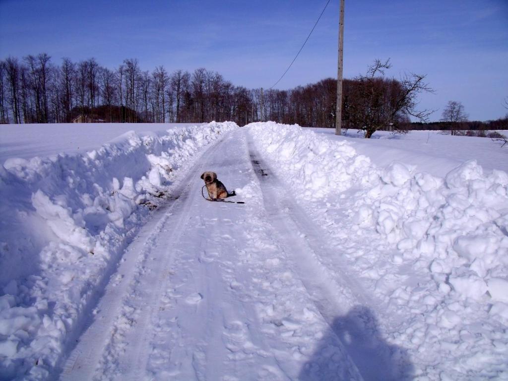 a dog sitting in the middle of a snow covered road at Gîte Les Hirondelles in Plombières-les-Bains