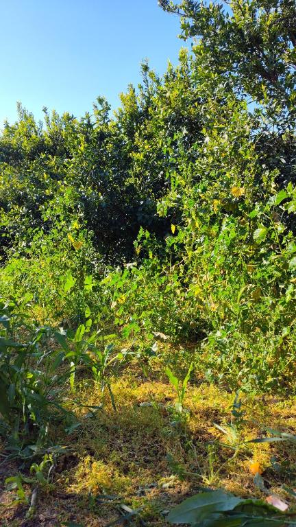 a group of trees with yellow fruits on them at King city California in Mee Memorial Hospital Heliport