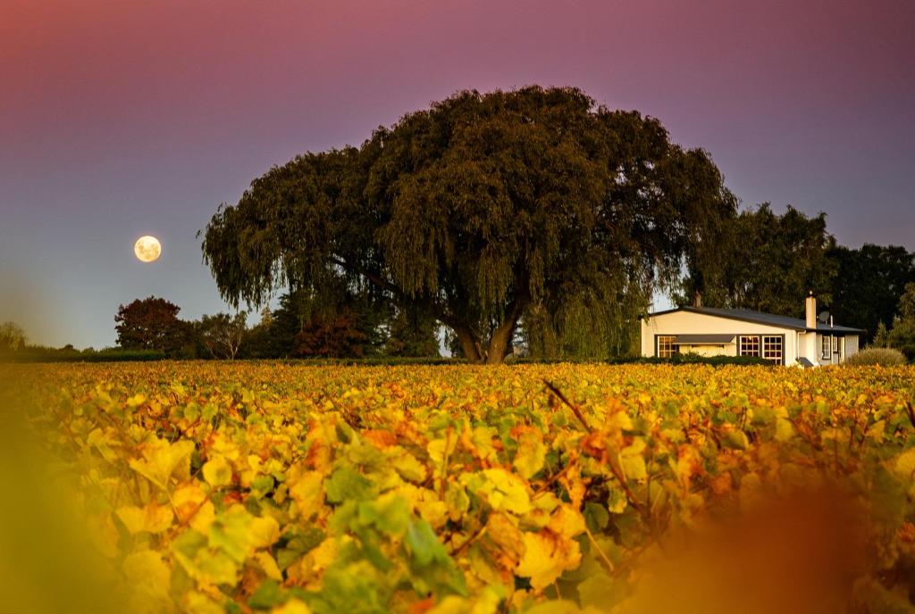 a field of leaves in front of a house with a tree at St Leonards Vineyard Cottages in Blenheim