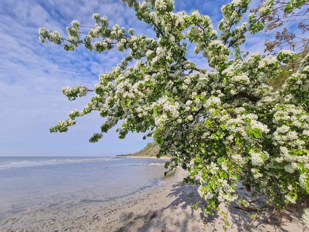 Naturlandskabet i nærheden af lejligheden
