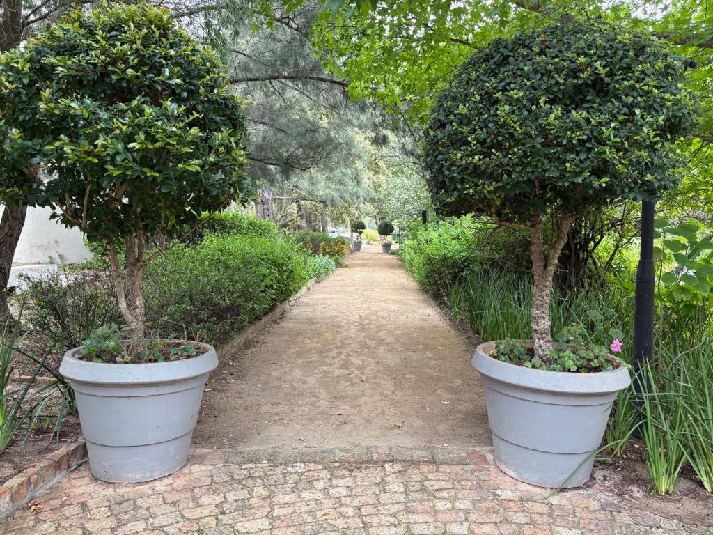 a walkway with two trees in large pots at The Suite in Stanford