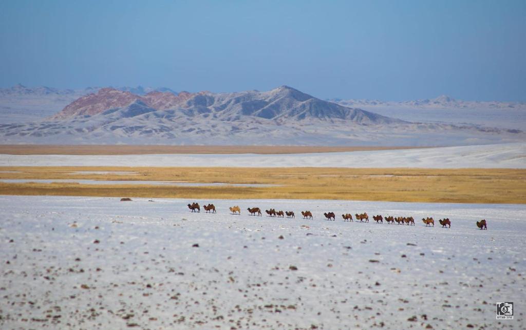 a herd of horses walking through the desert at Mongolian Nomadic Herders in Dörgön