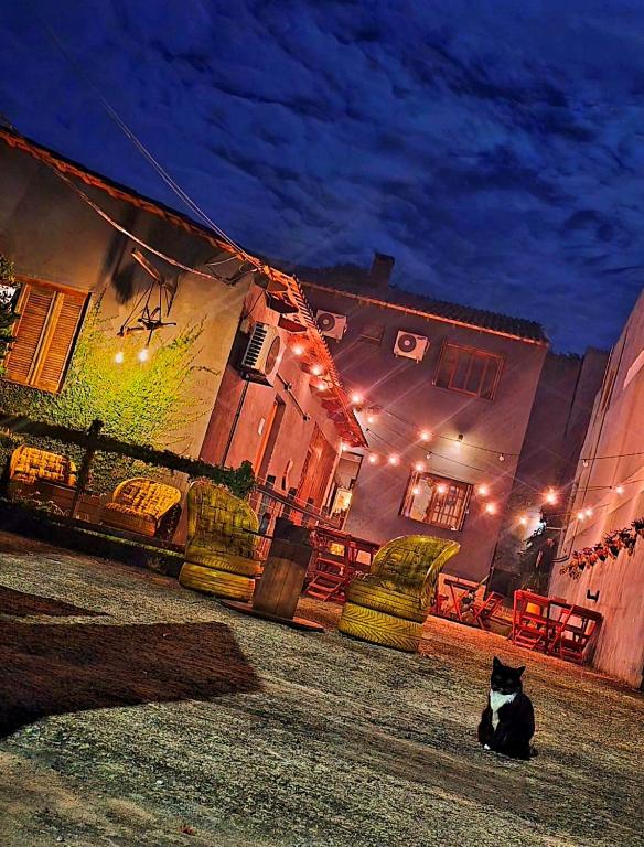 a black and white cat sitting on a street at night at Carcará Hostel Ipanema - Zona Sul POA in Porto Alegre