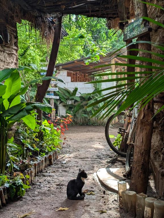 a black cat sitting in the middle of a street at Backyard Eco Bungalows Moshi in Moshi