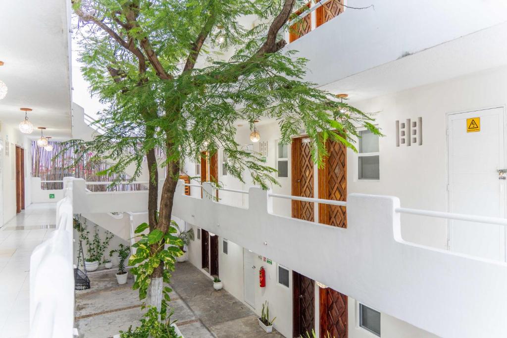 a tree grows in the middle of a building at Ahava Hotel in Playa del Carmen