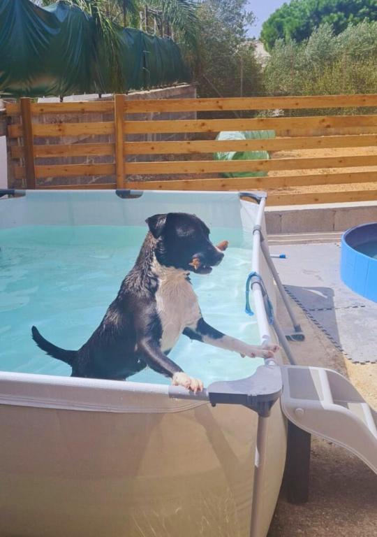B&B La Chicca di Milu' for Pet Lovers, un'oasi pet-friendly tra mare e campagna