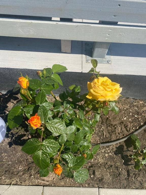 a yellow rose bush in front of a bench at حورية البحر in Bromölla