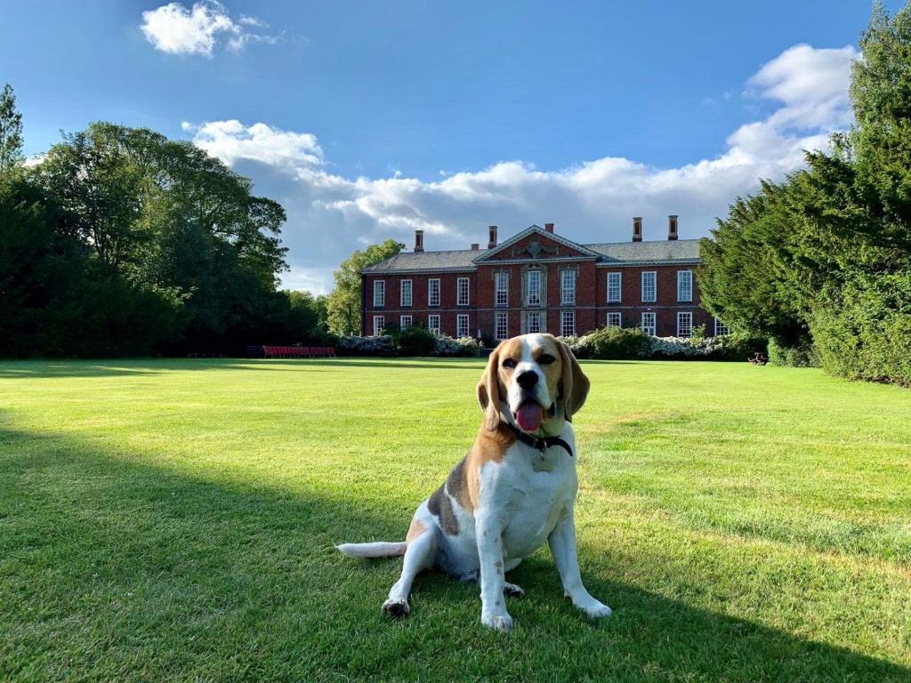 a brown and white dog sitting in the grass in front of a building at Bosworth Hall Hotel & Spa in Market Bosworth