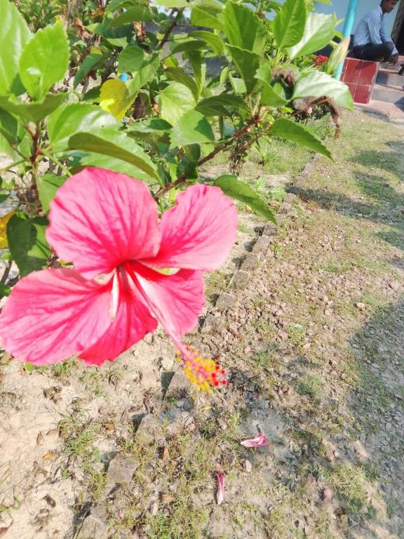 a pink flower on the ground next to a bush at Bonolota Eco Villa in Mongla