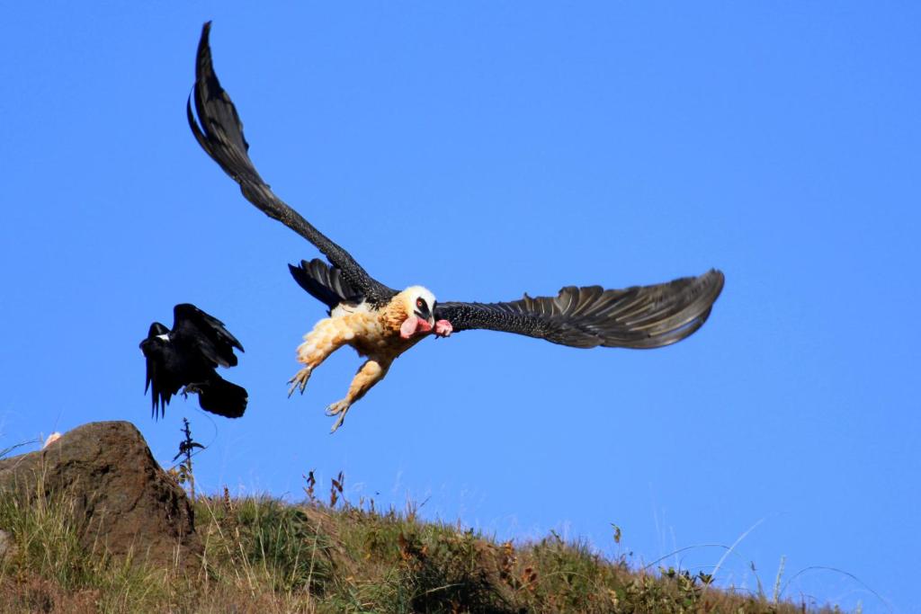 Zvířata v chaty nebo okolí