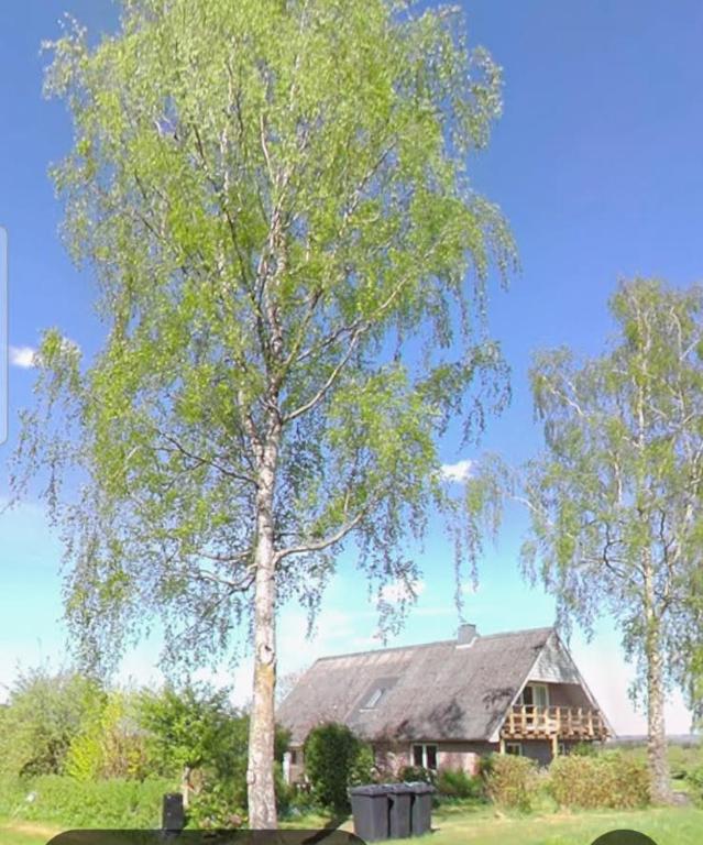 ein großer Baum vor einem Haus in der Unterkunft Tåning Bnb in Skanderborg