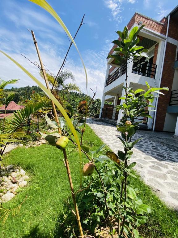 a plant in the grass in front of a house at Amara Kivu Resort in Île Bugarura