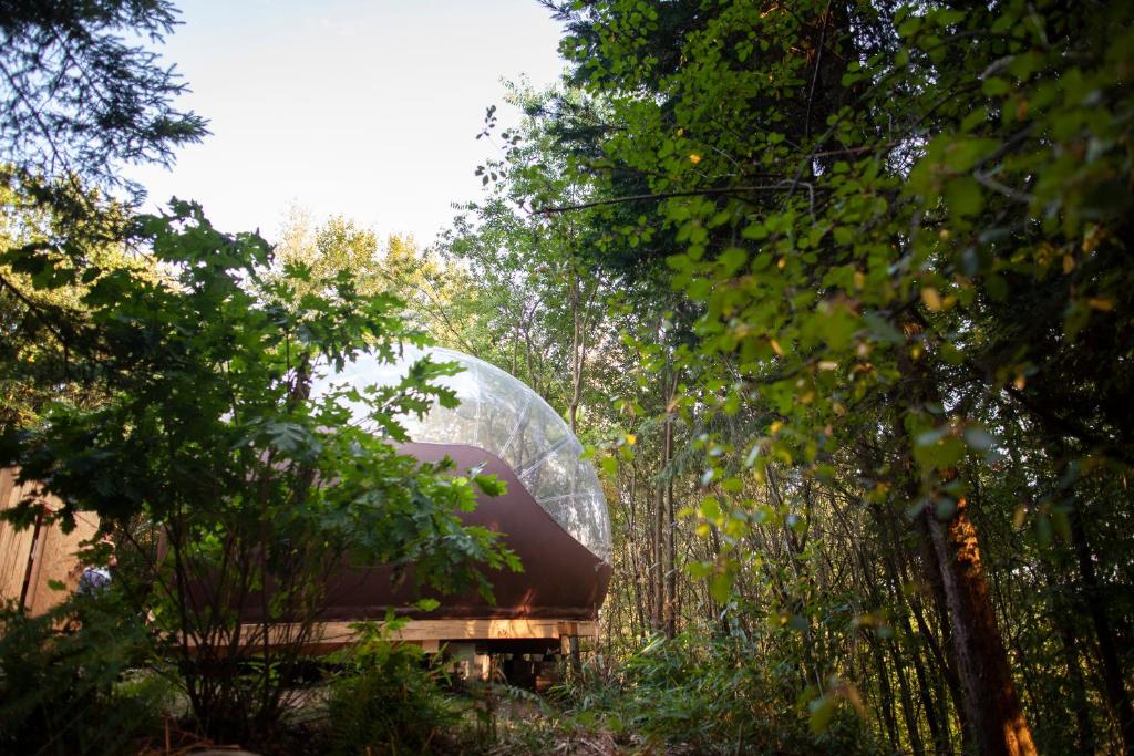 a glass dome in the middle of a forest at La sphère de Raphaël in Saint-Hubert