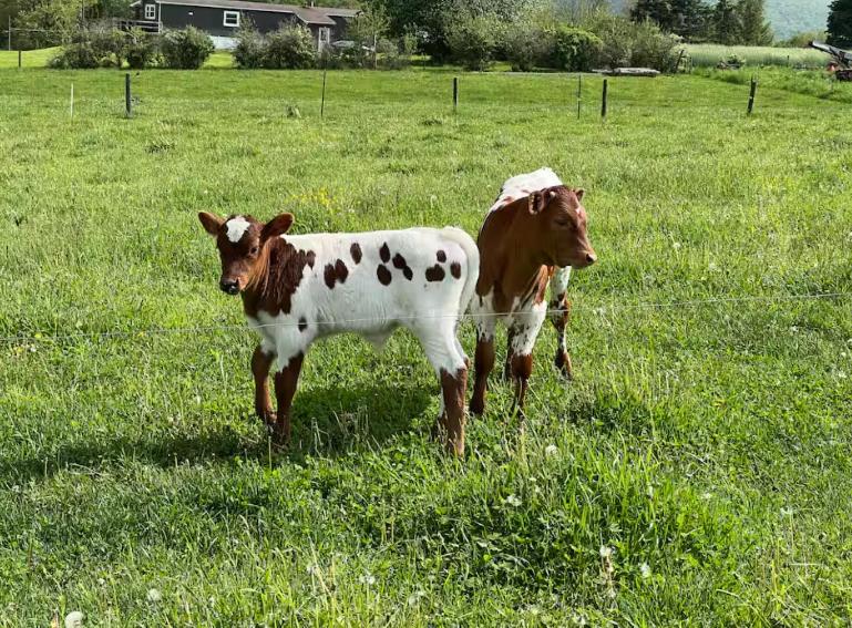 two cows standing in a field of grass at Pine Grove Scenic View Unforgettable Love Getaway in Pine Grove
