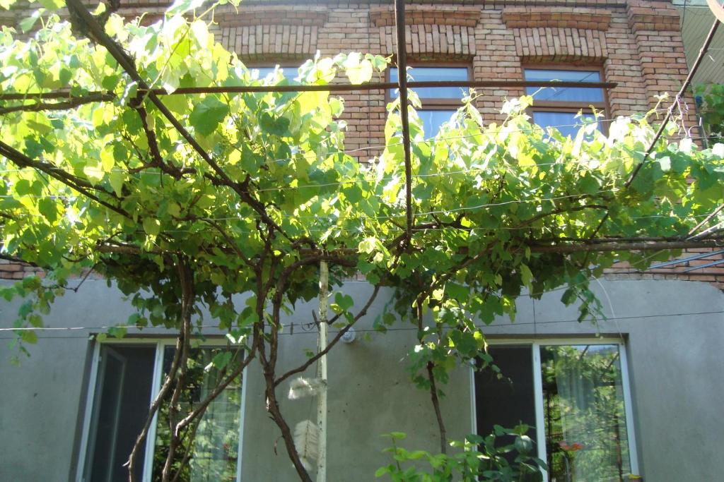 Zahrada ubytování Guesthouse Valeria