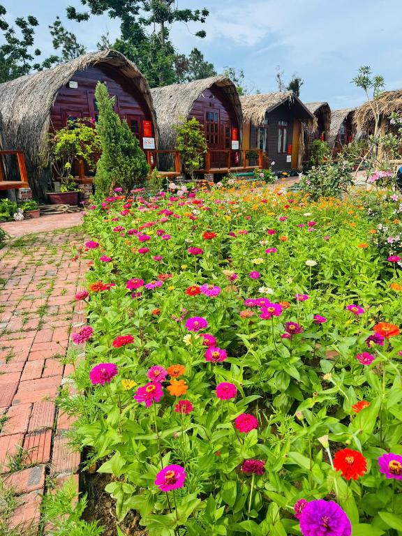 a field of flowers in front of some huts at Coto Queen in Nam Cap