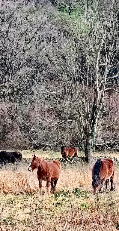 a group of horses grazing in a field at Casa el Envero in Saro